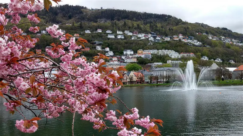 Pink cherry blossom framing the Lille Lungegårdsvannet lake and fountain in central Bergen
